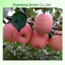 Comprar manzanas al por mayor de China